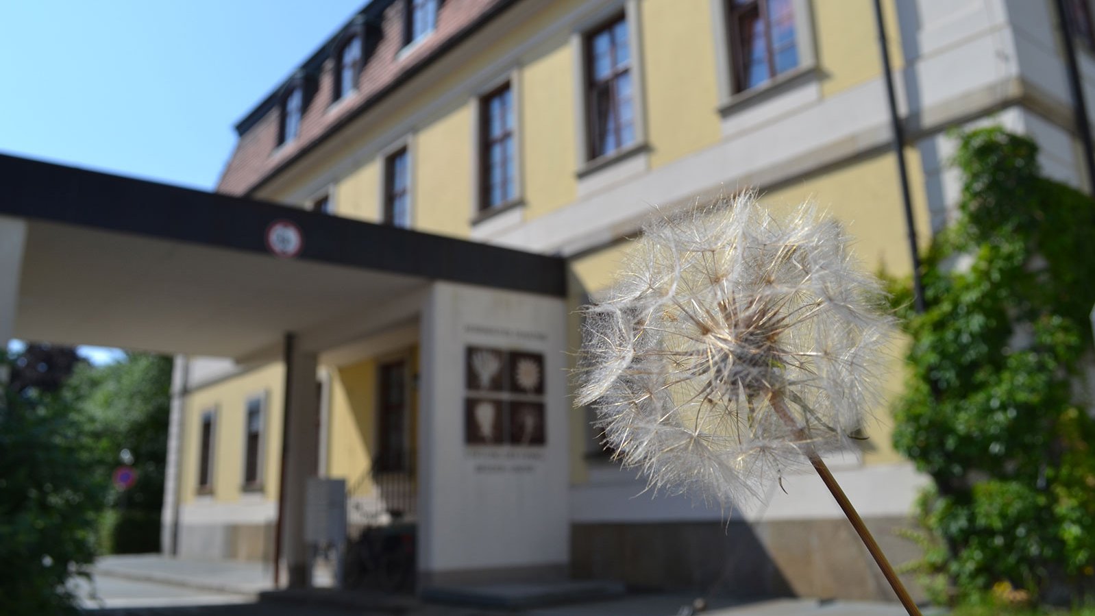 pusteblume