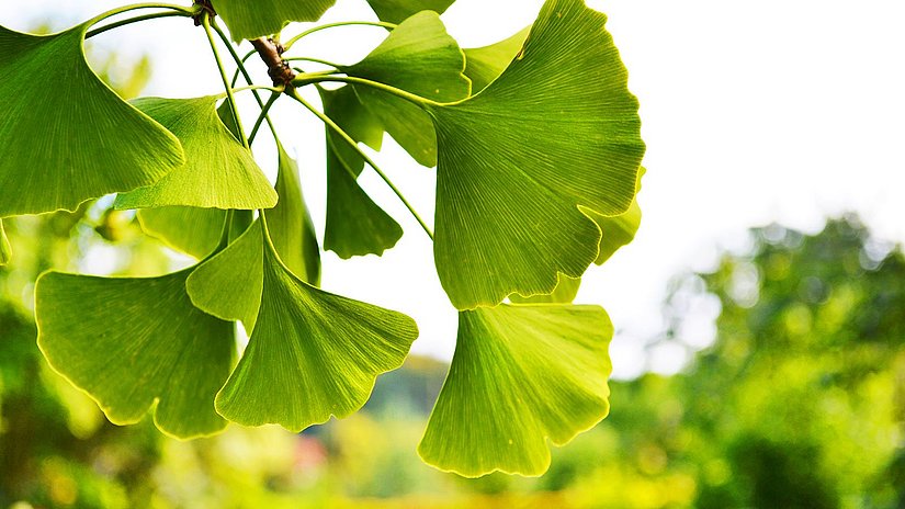 Gingko